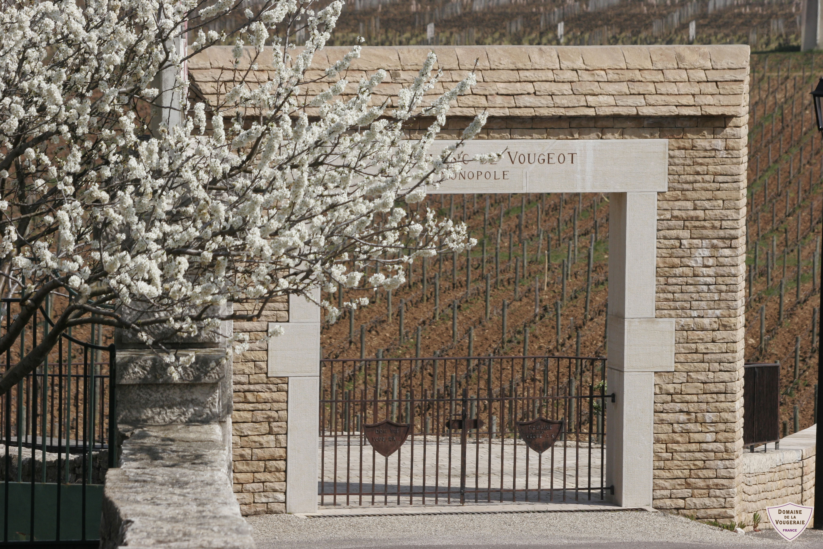 Vougeot-1er-Cru-le-Clos-Blanc-de-Vougeot-au-Printemps-@domaine-de-la-Vougeraie.jpg