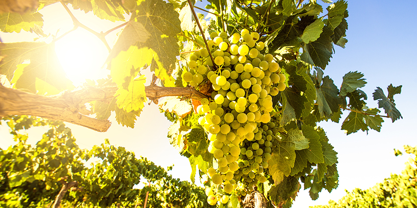 chenin-blanc-grapes.jpg